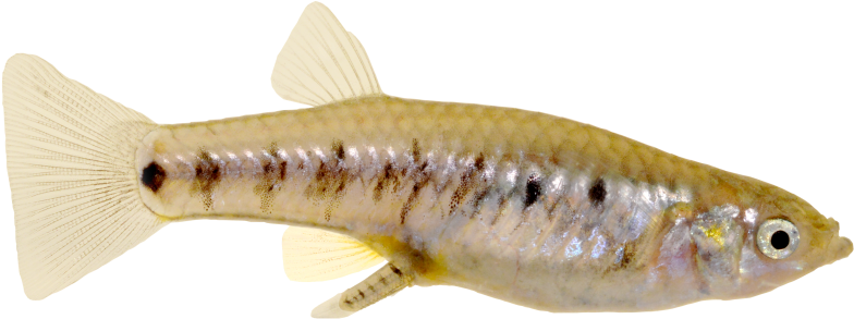 A Pregnant Fish Of A Poeciliopsis Turneri, A Live-bearing - Guppy (850x324), Png Download