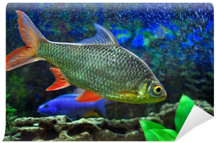 Aquarium (400x400), Png Download