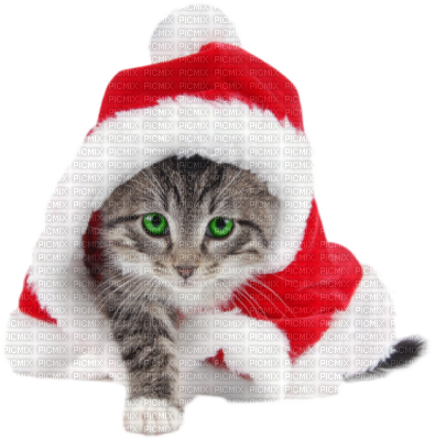 Christmas Cat - Striped Cat Dressed Like Santa For Christmas (395x400), Png Download