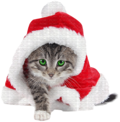 Download Christmas Cat Striped Cat Dressed Like Santa For Christmas Png Image With No Background Pngkey Com