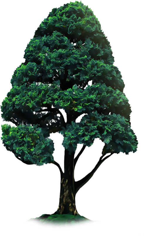 Download Crop Tree Png - Tree Sticker For Picsart PNG Image with No