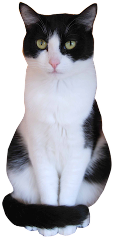 Why Choose A Tuxedo Cat To Be The Star Of Your Ecard - Tuxedo Cat Transparent (273x500), Png Download