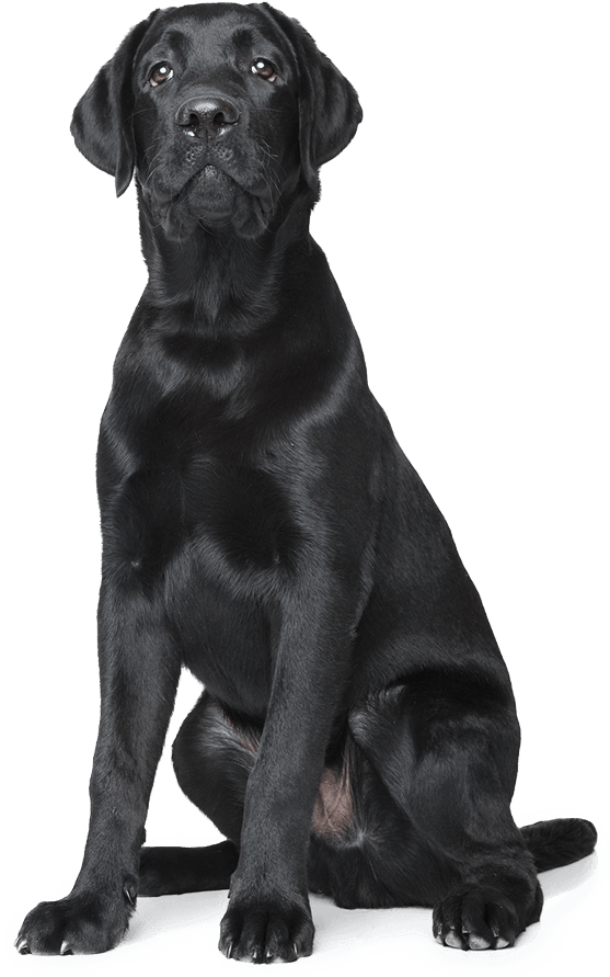 About Blackdog Design/build/remodel - Boo Radley Foundation (557x891), Png Download