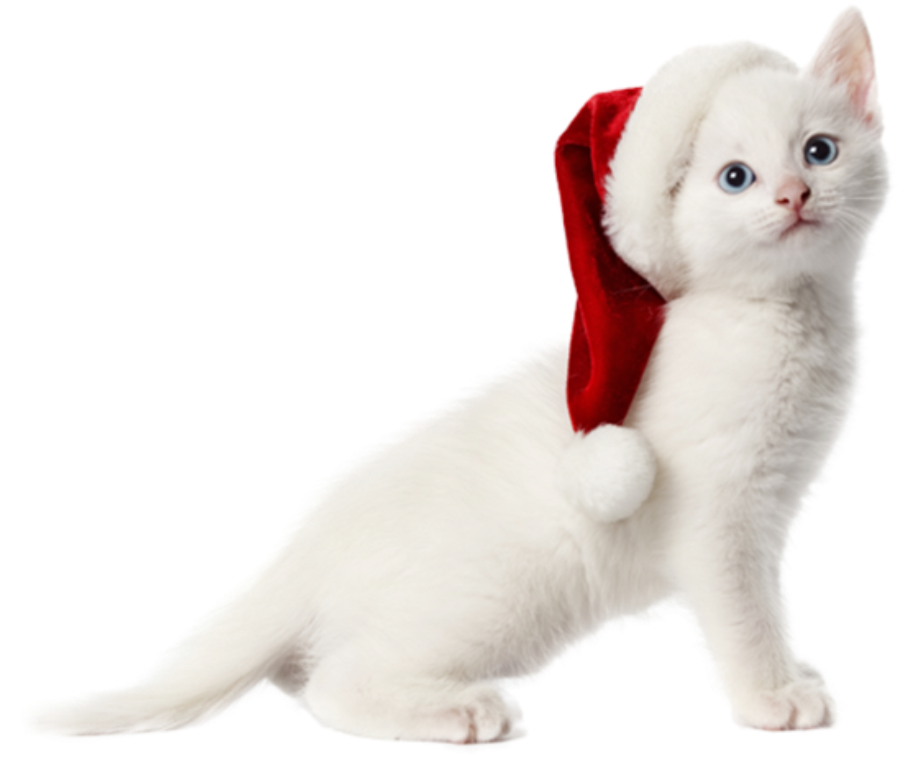 Cat Christmas Facebook Cover (1054x1024), Png Download