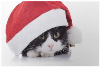 Download Christmas Black And White Cat PNG Image with No Background ...
