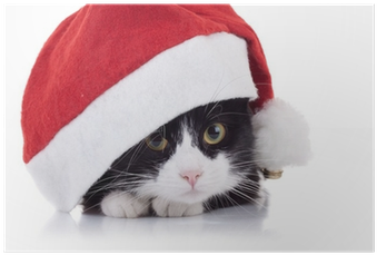 Christmas Black And White Cat (400x400), Png Download