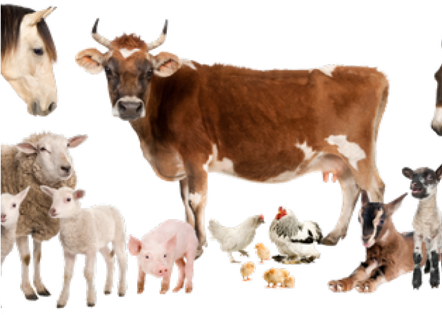 Pics Of Farm Animals - All Animals Pics Png (640x480), Png Download