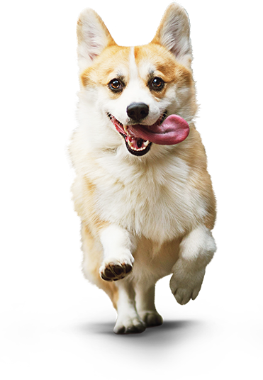 Corgi Dog - Small Dog Png (371x536), Png Download
