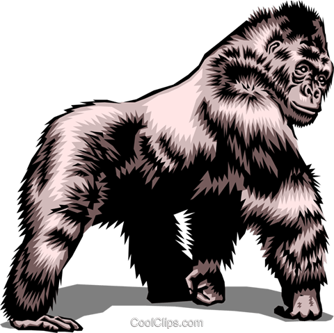 Gorilla (480x479), Png Download
