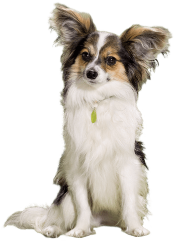 Small Dog Sitting Still - Dog (350x483), Png Download
