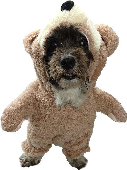 Teddy Bear Small Dog Costume On The Hunt Dog Beds And - Guitar Costume For Dogs Transparent (800x800), Png Download
