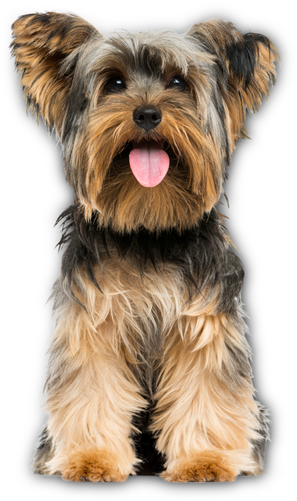 Benefits Of Feeding A Small Breed Formula - Yorkshire Terrier Png (424x727), Png Download
