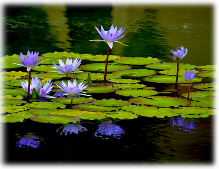 Caerulea Egyptian Lotus Waterlily - Egyptian Water Lily (437x339), Png Download
