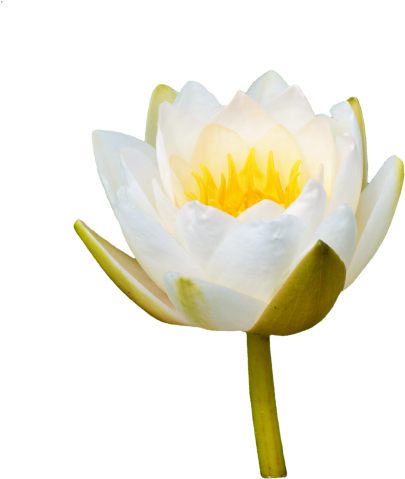 Water Lily,rose,flower,water Rose,nuphar Lutea,pond - Flor Nenúfar Png (500x500), Png Download