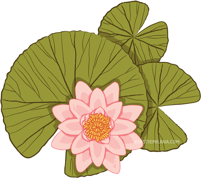 Water Lilies - Sacred Lotus (720x660), Png Download