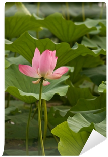 Wall (400x400), Png Download