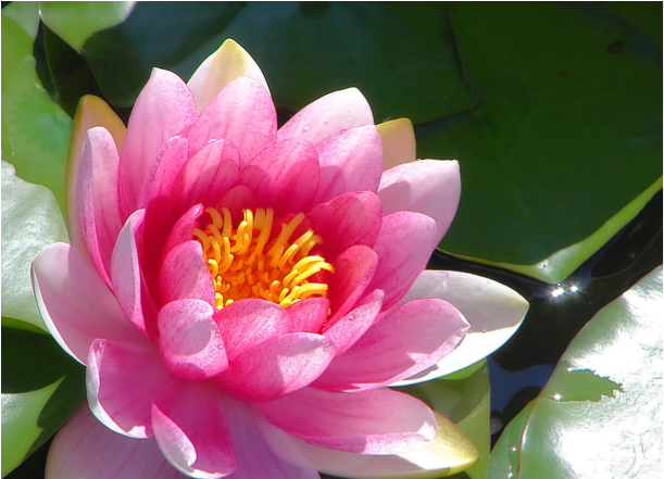 Water Lilies Are In A Family Name That's Unusual It's - Pin Mathuwana Wandana [book] (836x440), Png Download