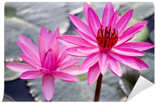 Water Lilies Art Print (400x400), Png Download