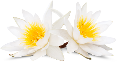 Wasserlilie - White (500x410), Png Download