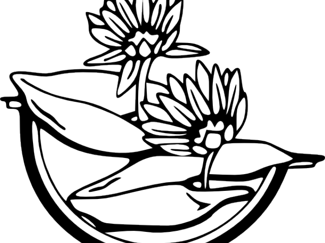 Water Lily Clipart Diagram - Water Lily Clip Art (640x480), Png Download
