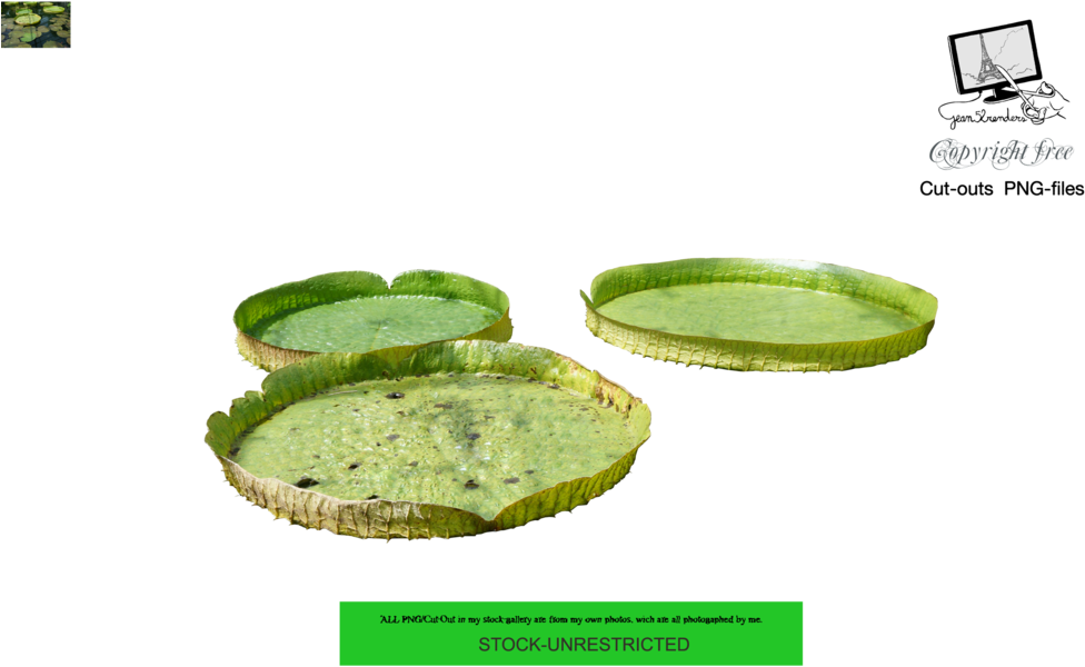 Waterlilies 7 By Jean52 - Aquatic Plant (1024x682), Png Download