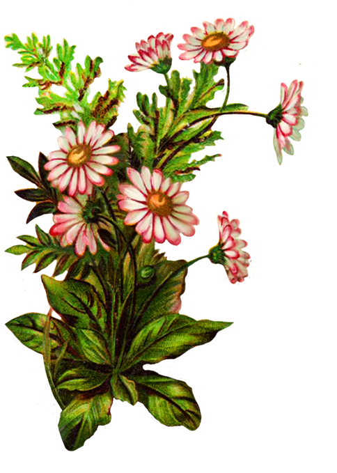 Flower Bouquet Decoration - Pink Flowers Borders And Frames (502x709), Png Download