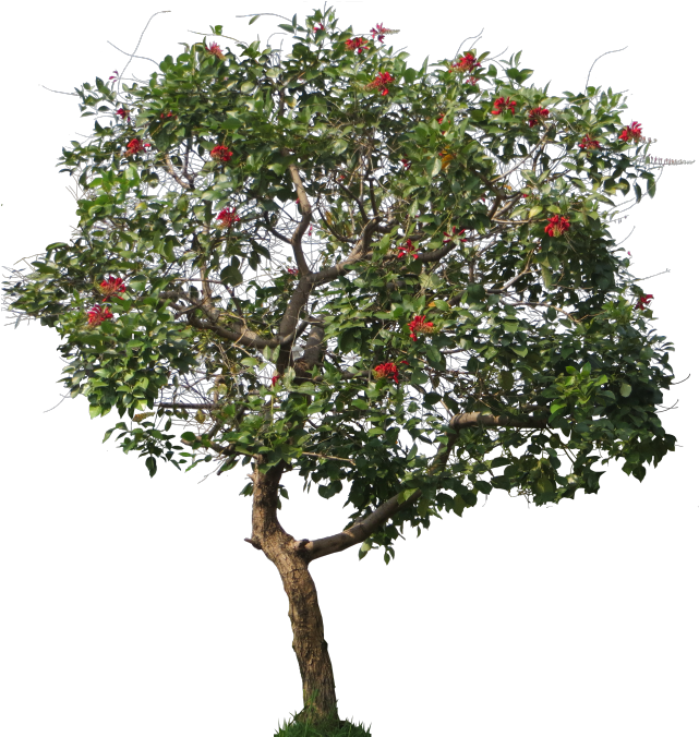 Erythrina Cristagalli - Jpg Tree (671x700), Png Download