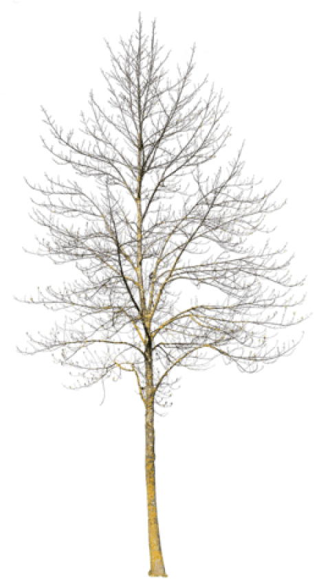 Deciduous Tree Winter Iii - Deciduous Trees In Winter (269x480), Png Download