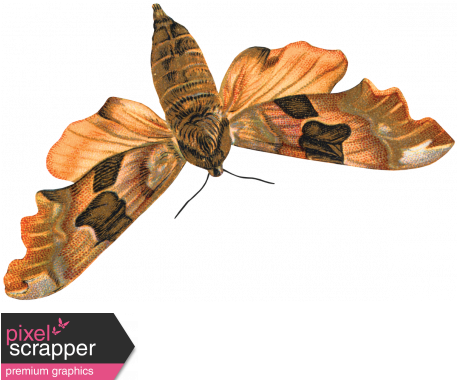 Day Of Thanks - Papilio Machaon (456x456), Png Download