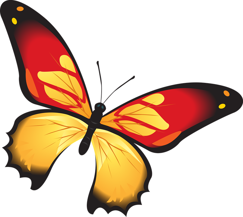 Photo Colorful Red Orange Butterfly Decoration Insect - Butterfly (806x720), Png Download