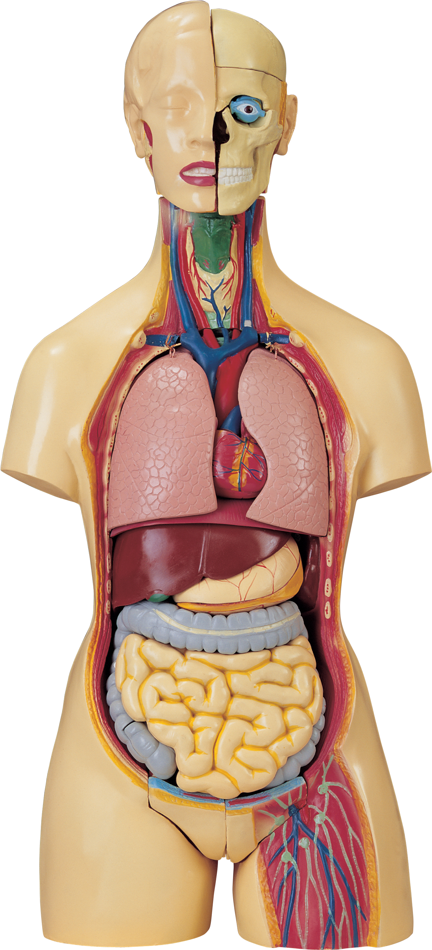 Anatomical Model Artifact - Anatomy Mannequin (1543x3166), Png Download