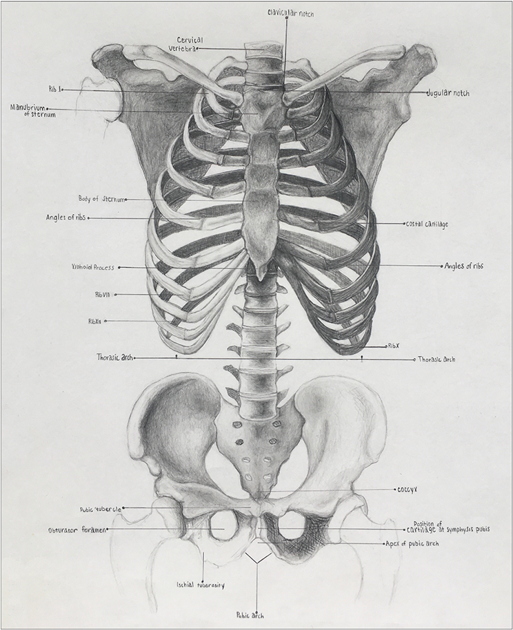 Png Library Download Anatomical Drawing Pelvis - Rib (1400x1082), Png Download