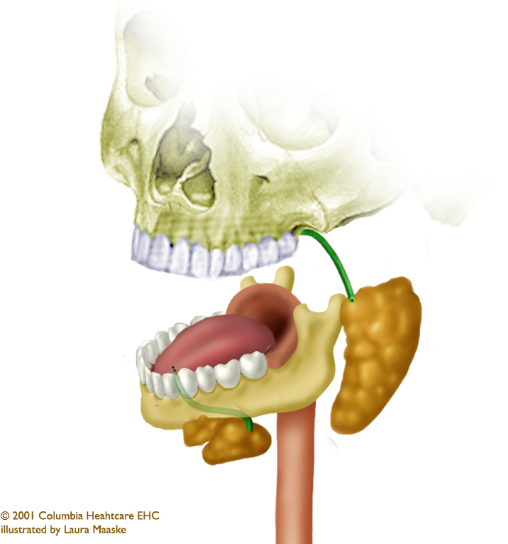 Ds Store - Human (773x765), Png Download