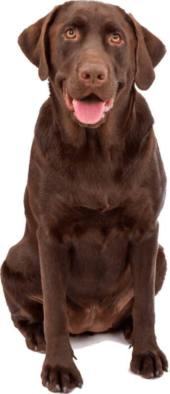 Craft Beer Kanine Social Lab - Kanine Social (346x800), Png Download