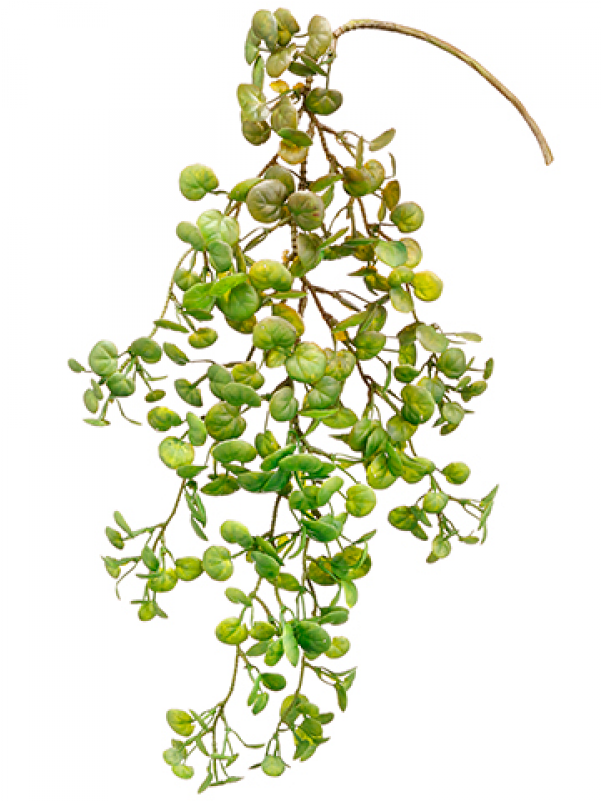 5" Jade Hanging Pick Green - Jade Plant (800x800), Png Download
