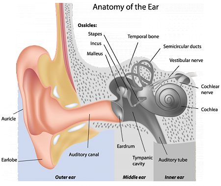 Https - //www - Earq - Com/images/anatomy Chart - Ear Anatomy Ask A Biologist (450x378), Png Download