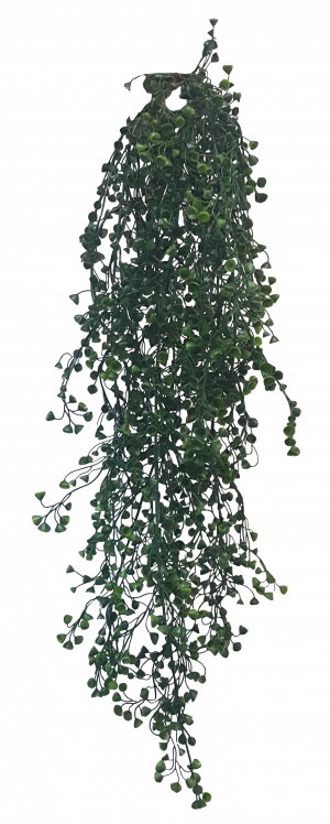 Hanging Baby Tear Bush X - Arizona Cypress (300x748), Png Download