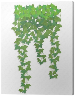 Hanging Branches Of Ivy - Kyv36 Digno Rafre ディグノ ラフレ スマホケース Au エーユー 009409 ハードケース (400x400), Png Download