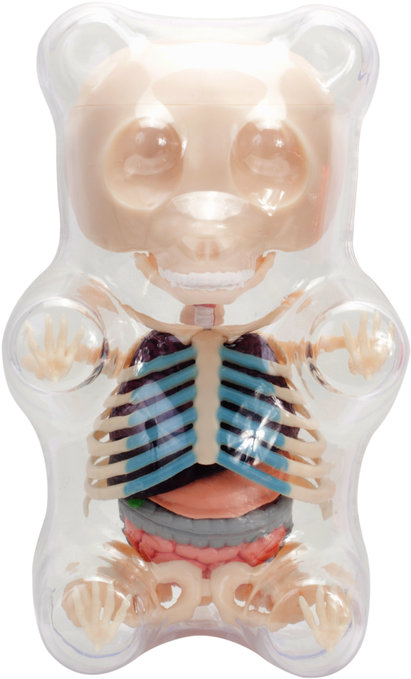 Clear Gummi Bear Funny Anatomy Png Gummy Bear Anatomy - Gummy Bear (1024x1024), Png Download