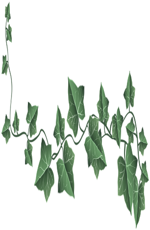 "it Had Long Flowing Hair, Just Hanging Like String, - Ivy Clipart (310x479), Png Download