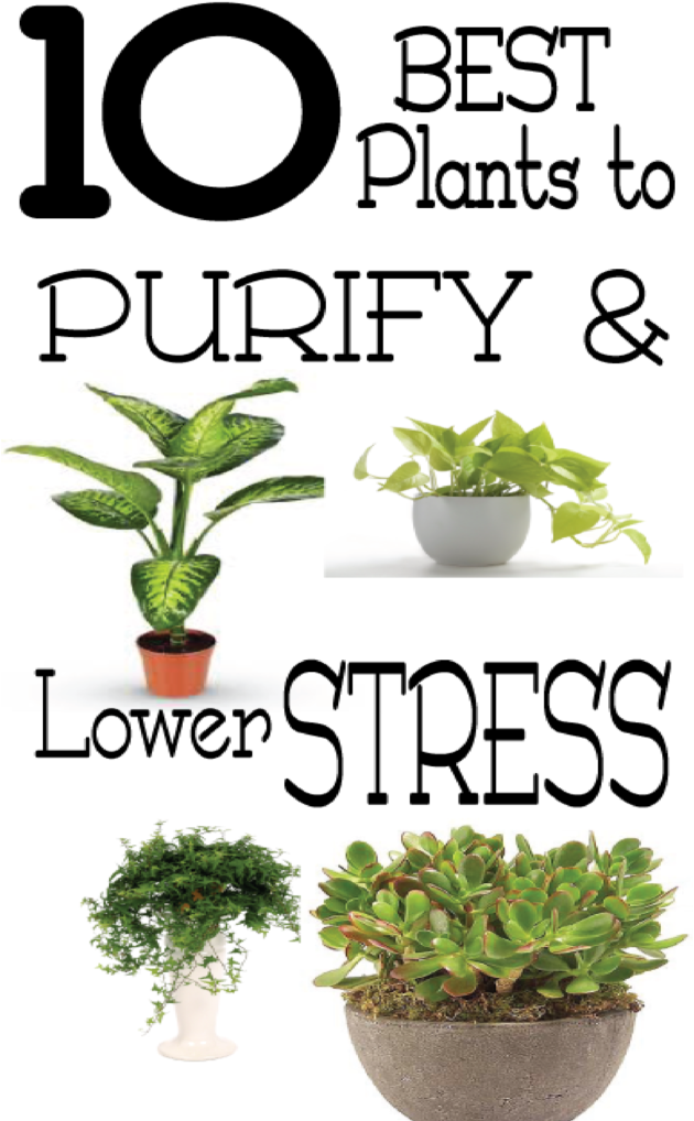 Lower Stress And Clean The Air In Your Home And Office - Houseplant (683x1024), Png Download