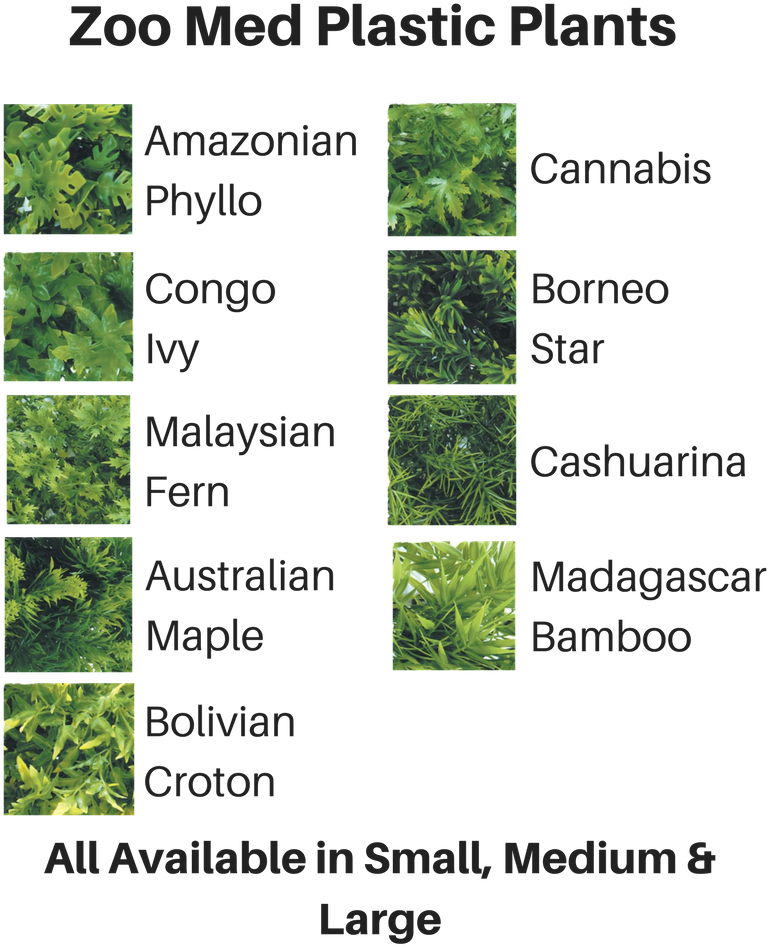 Quick View - Zoo Med Bu-15 Bolivian Croton, Small (800x1000), Png Download