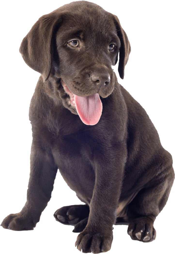 Labrador Oh So Cute Chocolate Puppy Nail Art Decals - Chocolate Lab Puppy Transparent (844x1200), Png Download