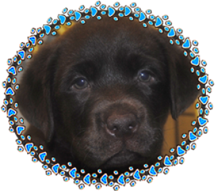 Menu - Labrador Retriever (611x275), Png Download