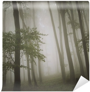 Dreamy Photo Of A Beautiful Green Forest With Fog Wall - Fog (400x400), Png Download