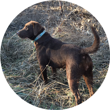 Best Reputation For Labrador Breeding - Labrador Retriever (451x451), Png Download