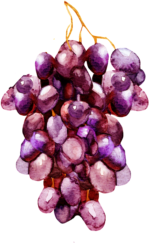 Hand Painted A Bunch Of Purple Grapes Decorative - Transparent Watercolor Grape (1024x1024), Png Download