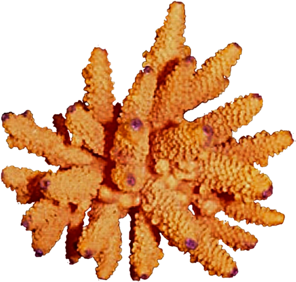 Free Download Orange Coral Png Clipart Coral Reef Clip (1024x976), Png Download