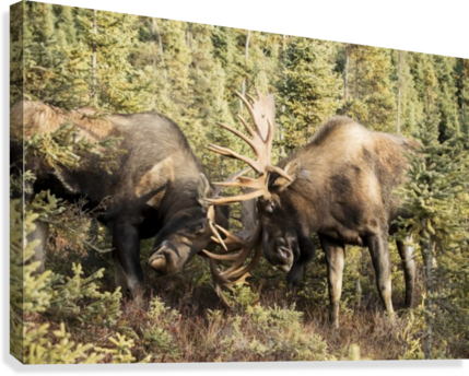 Bull Moose Fighting With Antlers In Autumn - Bull Moose (alces Alces) Fighting With Antlers (429x344), Png Download