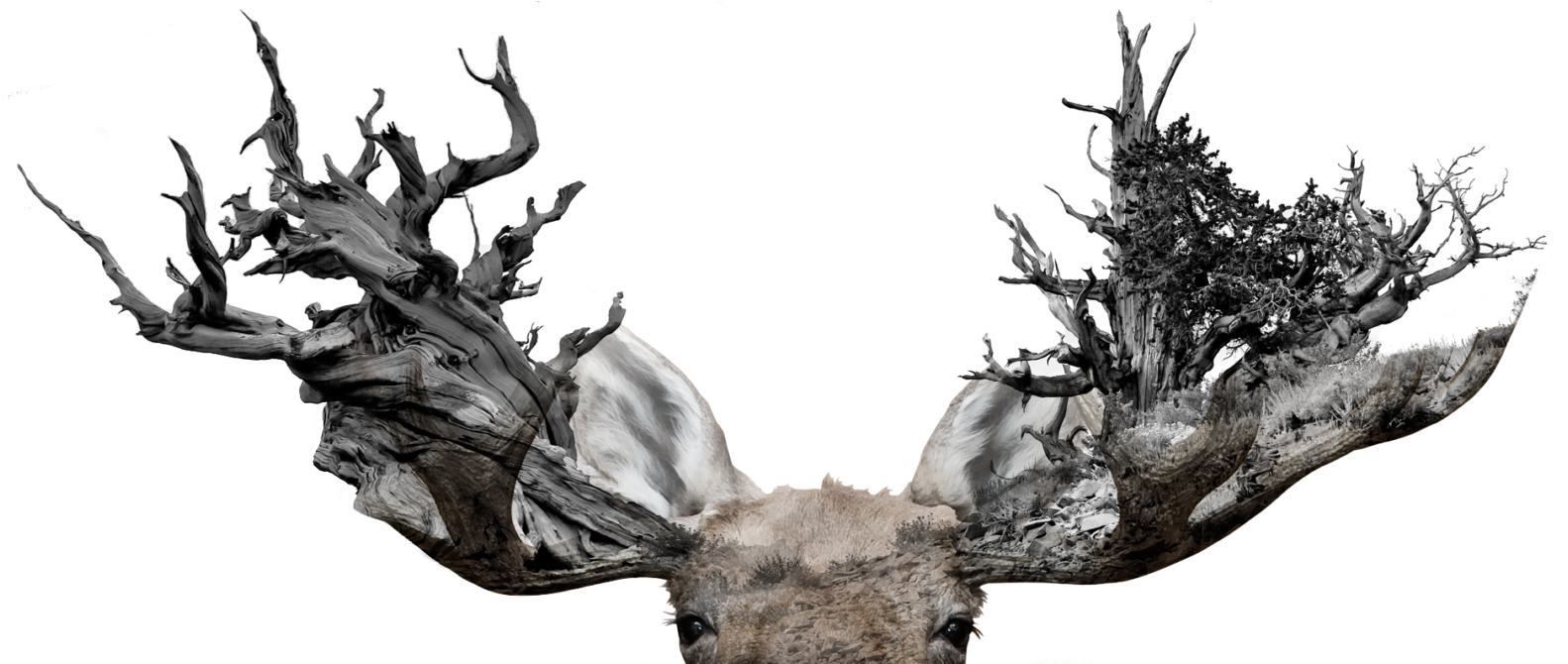 Moose Tree Antler Art - Theology And California By Fred Sanders & Jason (1920x669), Png Download